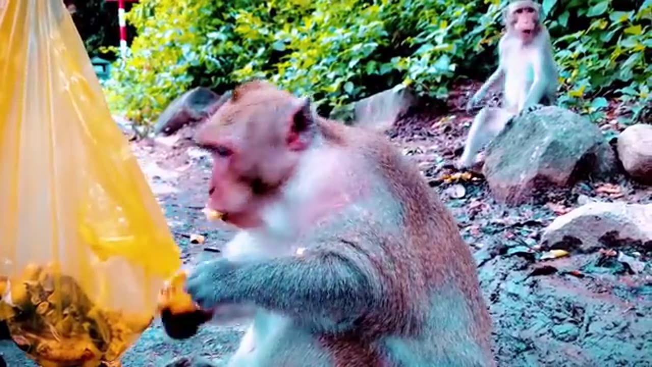 Baby Monkey playing with her mom 😱❤️