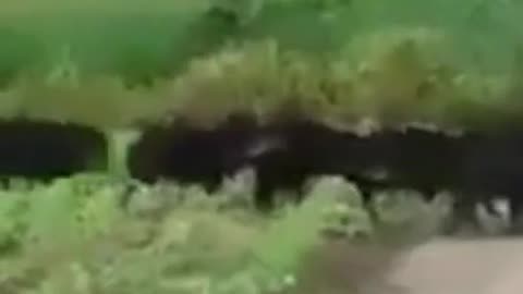 Pigs Bullet Train #shorts #viral #shortsvideo #video