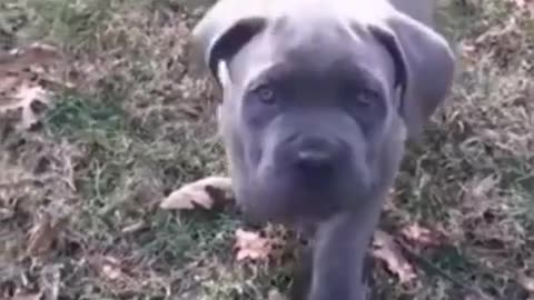 OVERGROWN ANIMALS! From puppies to adults GROW UP