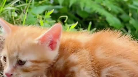 Cute Cat