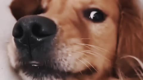 very funny cat and dogs compilation/ /#short