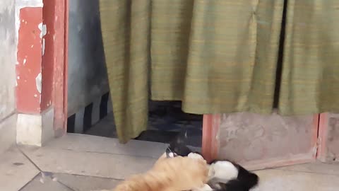 Dangerous cat fight