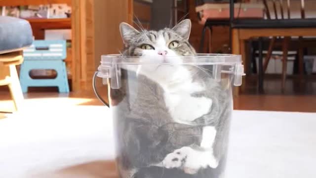 Is there any trouble with kitten
