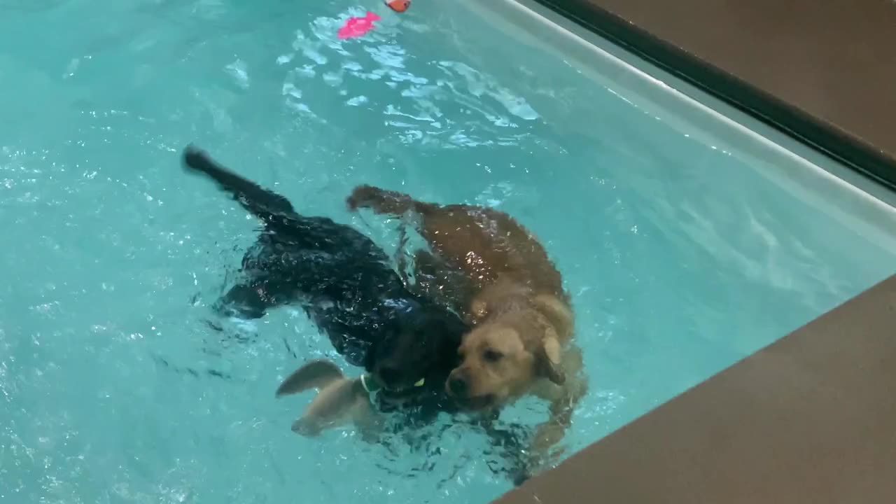 Barkabout Dog Pool