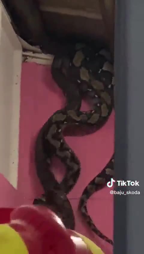 Snakes are like politicians. They usually like to hang out in groups…-Not For Faint-hearted