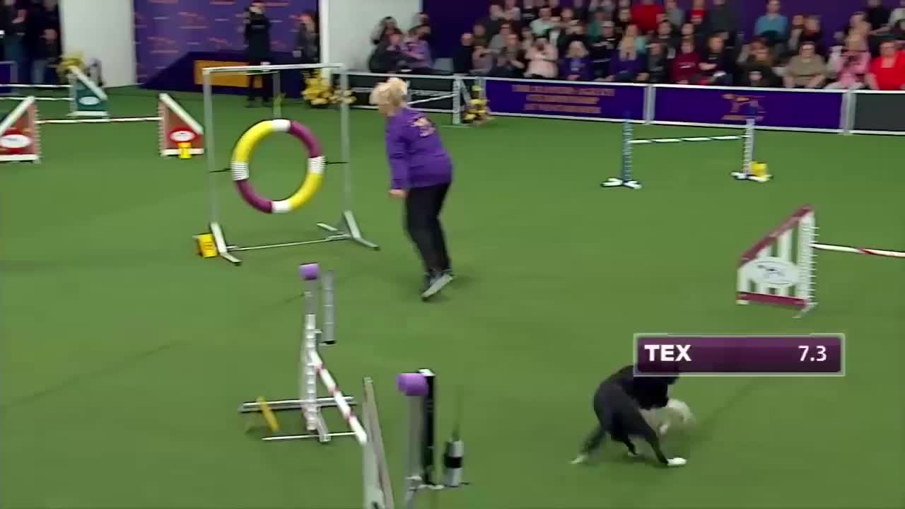 Watch Border Collie, Tex, Win 2015 Masters Agility Championship