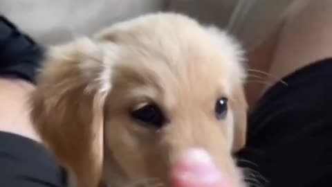 Puppy Wants to Bite Finger!