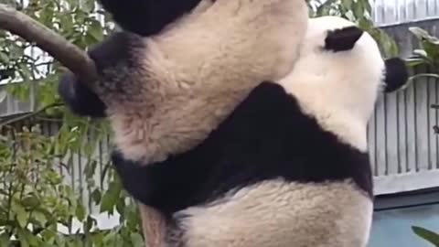 panda