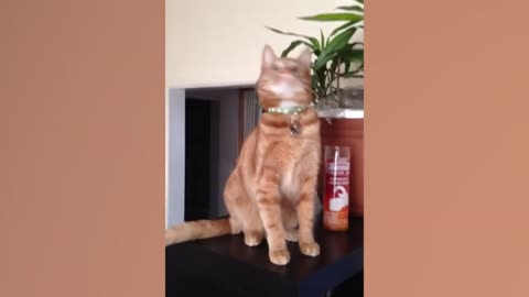 Funny animals video best cat and dog video