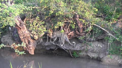 A leopard playing by the water