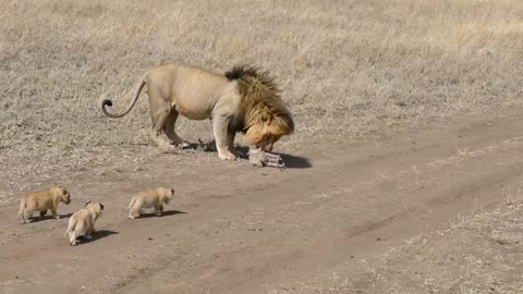 Lion dad tries to ditch his kids