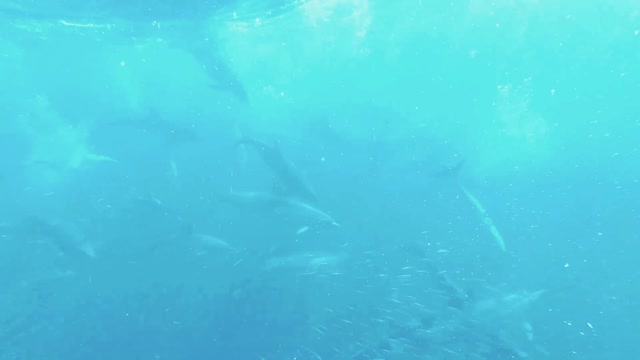 Interesting and amazing video Dolphins any fishes in the Sea