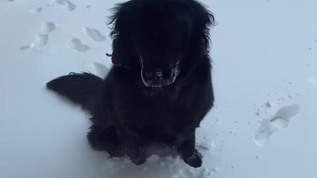 new foundlands in the snow🥹 #newfoundland