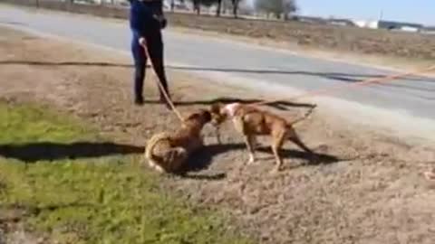 #55 male boxer mix Jan2020 #8 male Belgian Malinois Feb2022