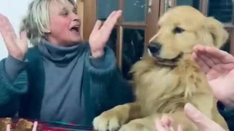 Funny animals - Funny cats / dogs - Funny animal videos