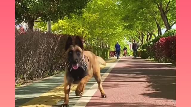 Cute dog 🐕 go there were