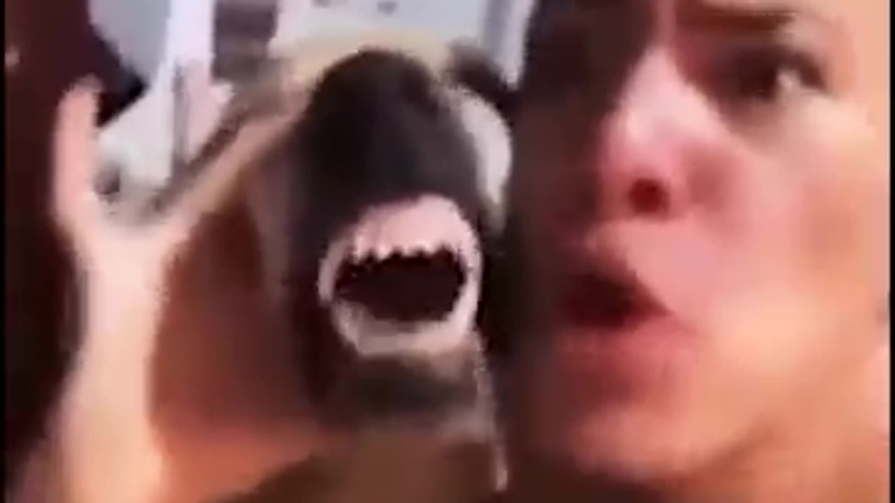 BEATBOX COL CANE!!