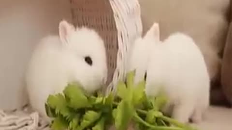 Cute rabbits