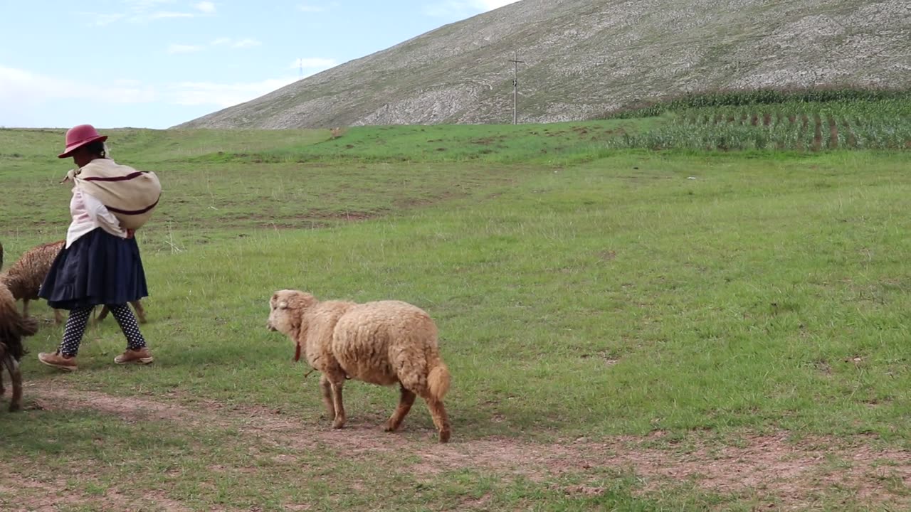 Beautiful sheeps