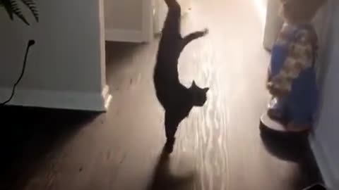 You Won't Believe What These Cats Do