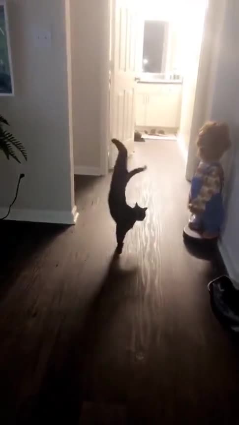 You Won't Believe What These Cats Do