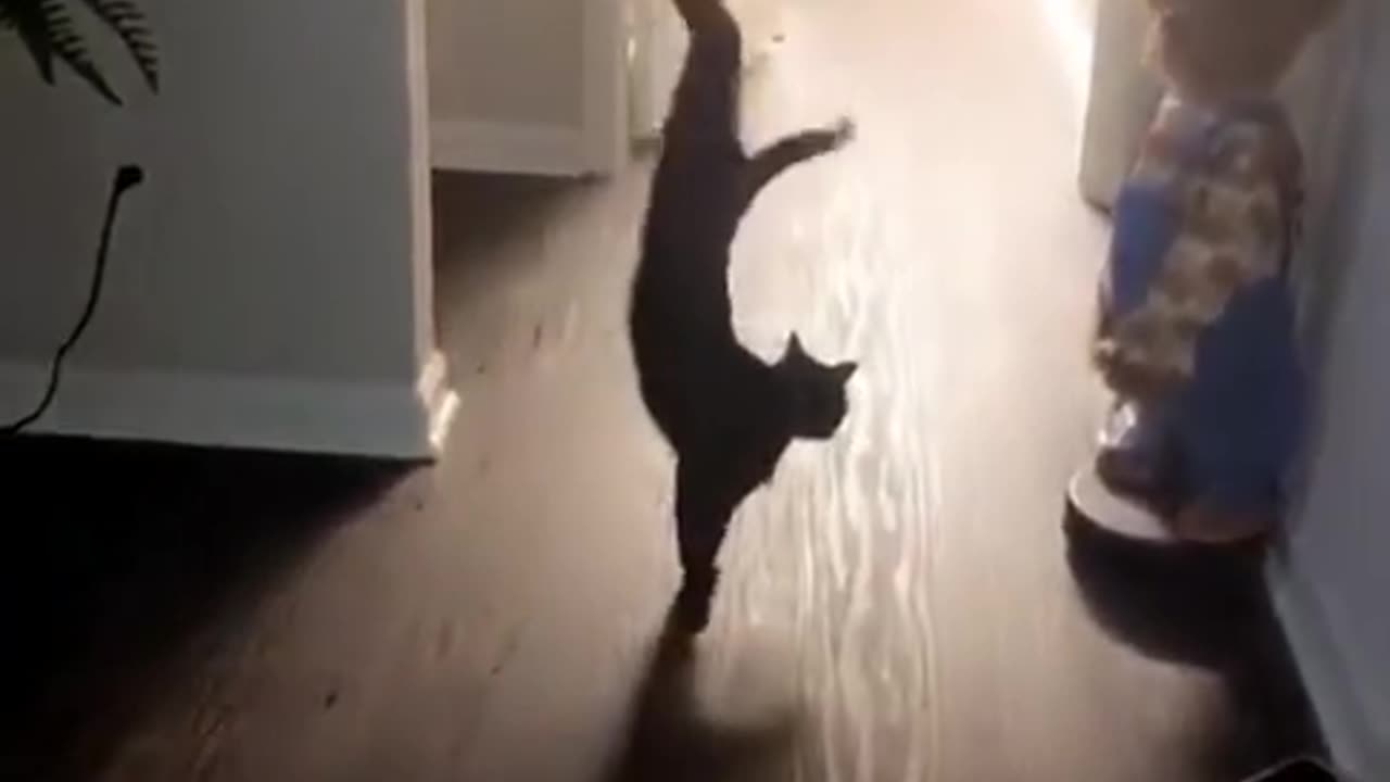 You Won't Believe What These Cats Do