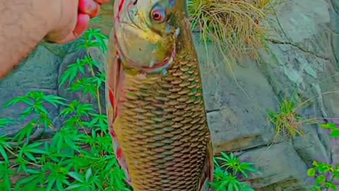 Fishing Caught A Good Fish For Lunch Enjoy Real Life