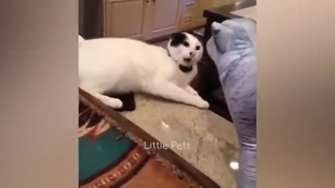 Funny cat video