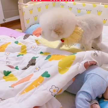 This dog does the work of a mother with her child 💜💜😍😍He doesn't get bored of watching