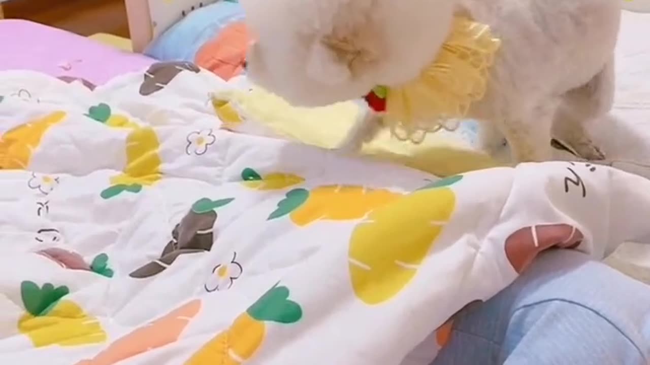 This dog does the work of a mother with her child ππππHe doesn't get bored of watching