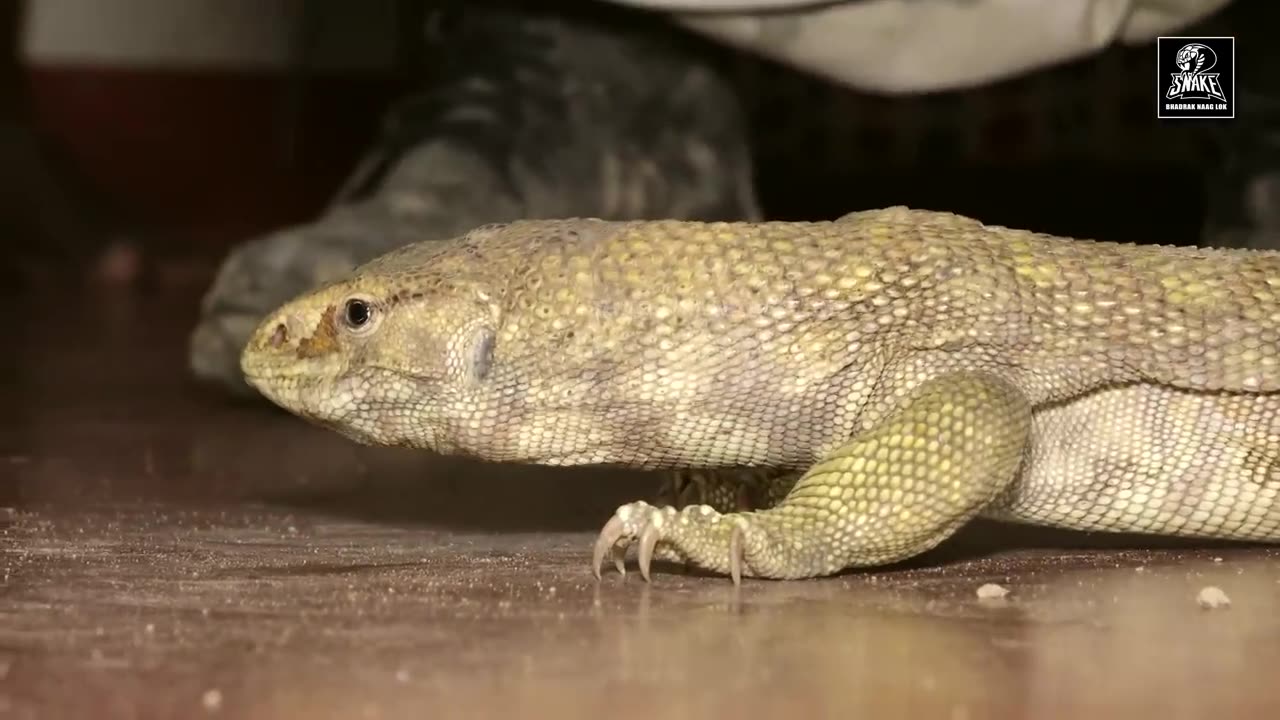 Big Lizard