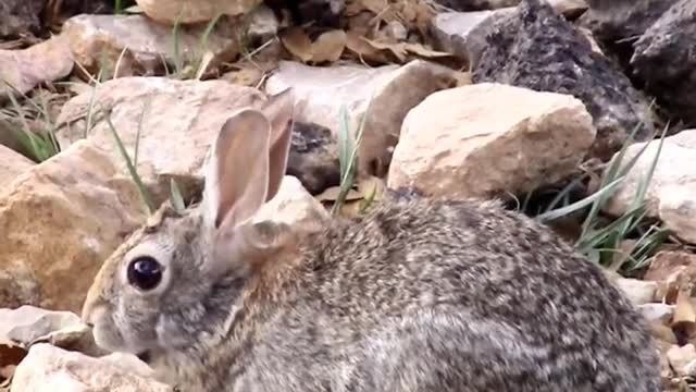 A Davis Mountains cottontail rabbit enjoying a meal in the rocks of west Texas USA.