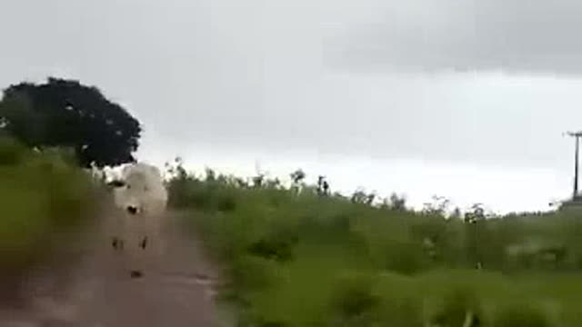 Angry Cow chase couple on Motorcycle 🤣🤣 try not to laugh 2022