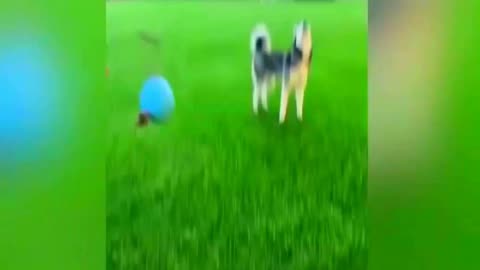 New Funny Animals Video 2023 _ Funniest Cats and Dogs Videos _ New Funny Video Of Cat And Dogs #94