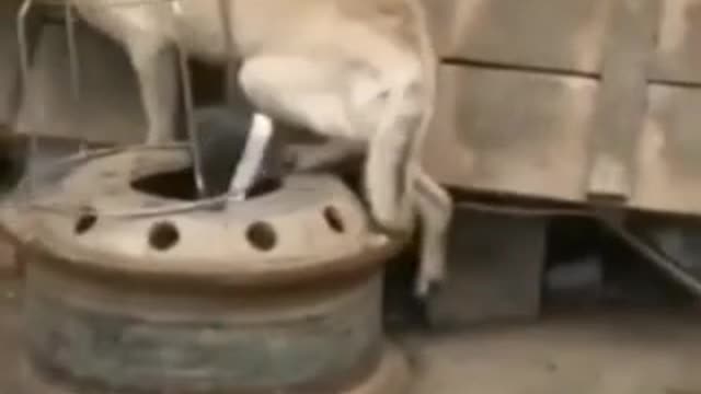 WOW ,how awesome is it.CHICKEN VS DOG fight-funny Dog fight videos.