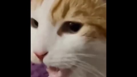 Very attractive and funny animal videos