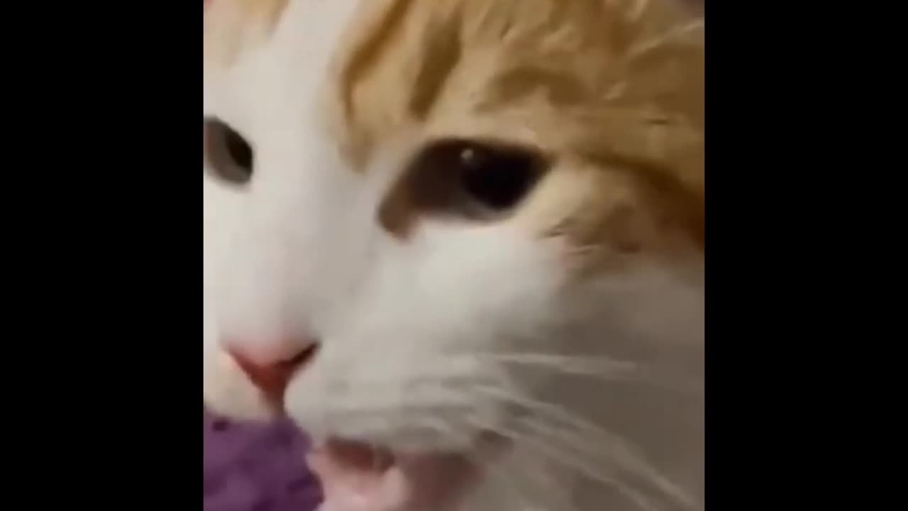 Very attractive and funny animal videos