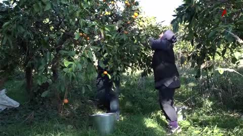 Новости Абхазии - 13.12.2021