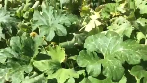 Green pumpkins