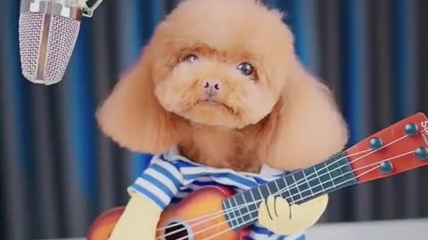 Teddy who plays the guitar