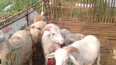 Goat in the backyard enjoying the meal