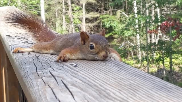 Young Red Squirrel Sploots Flat on Hot Day