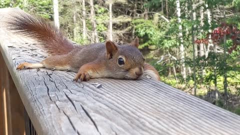 Young Red Squirrel Sploots Flat on Hot Day