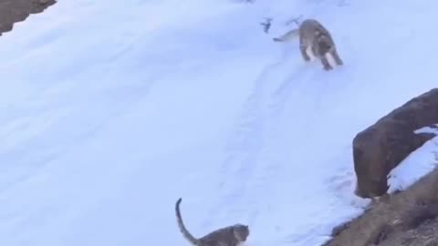 Tigers play on the ice