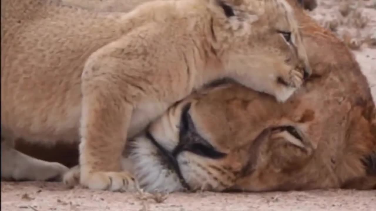 #trending #shorts #funnyvideo #cute