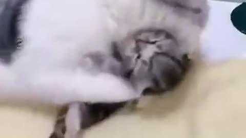 Cute cats