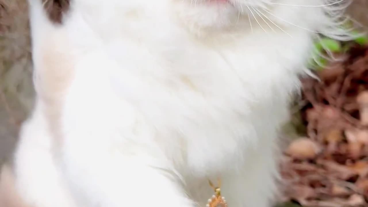 Beautiful Cat
