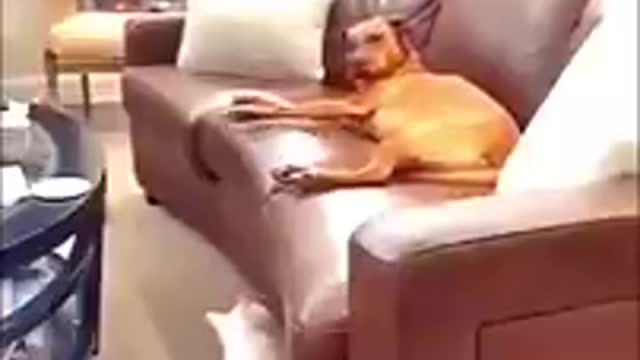 Game time dog 🤣