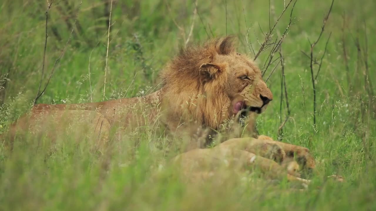 Male loin | tiger