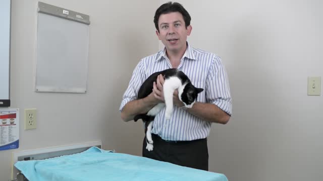 How to pick up a cat properly like a pro - Vet advice on cat handling